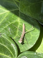 Tenodera sinensis
