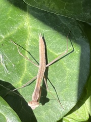 Tenodera sinensis