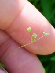 Galium concinnum