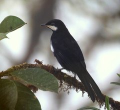 Entomodestes coracinus