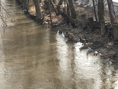 Branta canadensis