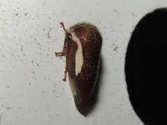 Ophiderma flavicephala