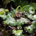 Marchantia foliacea - Photo (c) Ken-ichi Ueda, some rights reserved (CC BY), uploaded by Ken-ichi Ueda