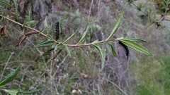 Euphydryas chalcedona