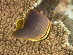 Chaetodon baronessa