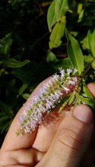 Veronica stricta stricta