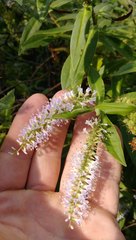 Veronica stricta stricta