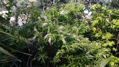 Veronica stricta stricta