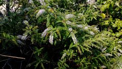 Veronica stricta stricta