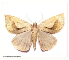 Psilaspilates catillata