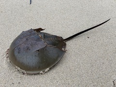 Tachypleus tridentatus