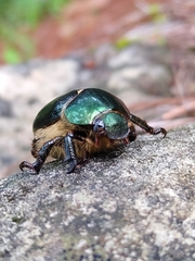 Viridimicus aurescens