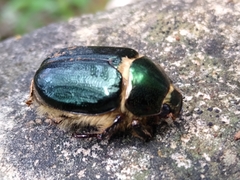 Viridimicus aurescens