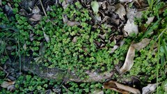 Hydrocotyle elongata