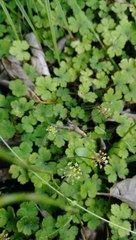 Hydrocotyle elongata