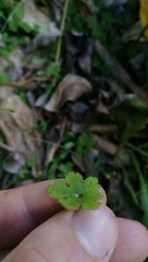 Hydrocotyle elongata