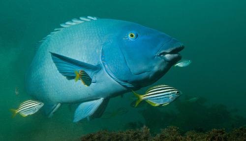 Oostelijke blauwe wrasse (Achoerodus viridis) — Labridae