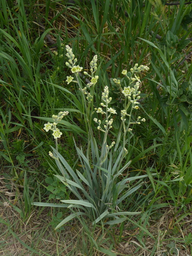 Mountain Deathcamas