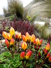Gentianella hirculus