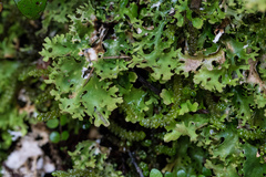 Pseudocyphellaria multifida