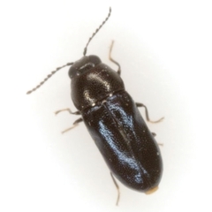 Mastogenius subcyaneus