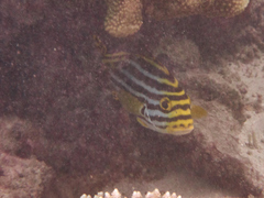 Plectorhinchus vittatus