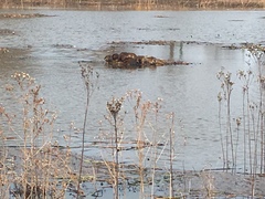 Ondatra zibethicus