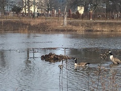 Ondatra zibethicus