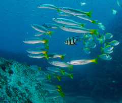 Dinolestes lewini