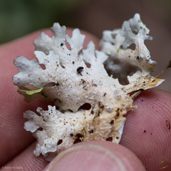 Pseudocyphellaria multifida