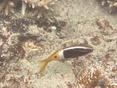 Parupeneus barberinoides