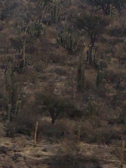 Trichocereus chiloensis chiloensis