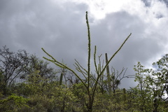 Fouquieria formosa