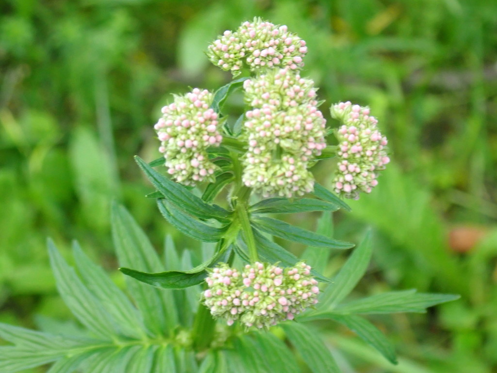 Valeriana officinalis, Cheshire, MA, USA