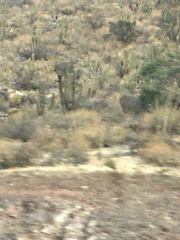 Trichocereus chiloensis chiloensis