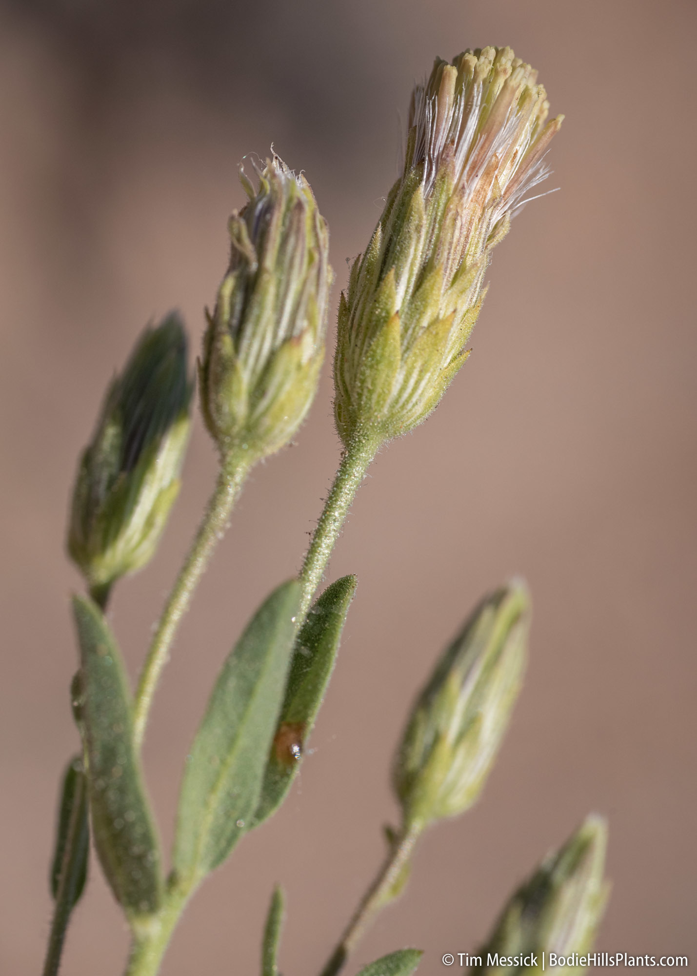 Brickellia oblongifolia var. linifolia