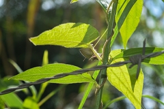 Matelea gonoloboides