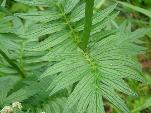 Valeriana officinalis
