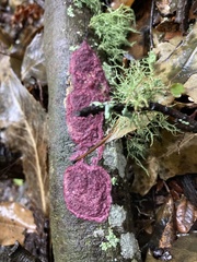 Byssomerulius psittacinus