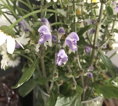 Scutellaria integrifolia
