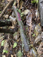 Byssomerulius psittacinus