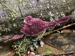 Byssomerulius psittacinus