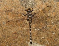 Austroaeschna flavomaculata