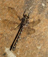 Austroaeschna flavomaculata