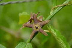 Matelea gonoloboides