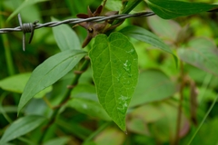 Matelea gonoloboides