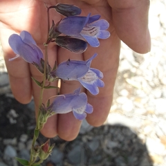 Penstemon leonensis
