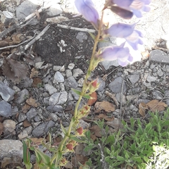 Penstemon leonensis