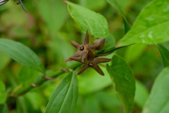 Matelea gonoloboides