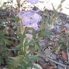 Penstemon leonensis